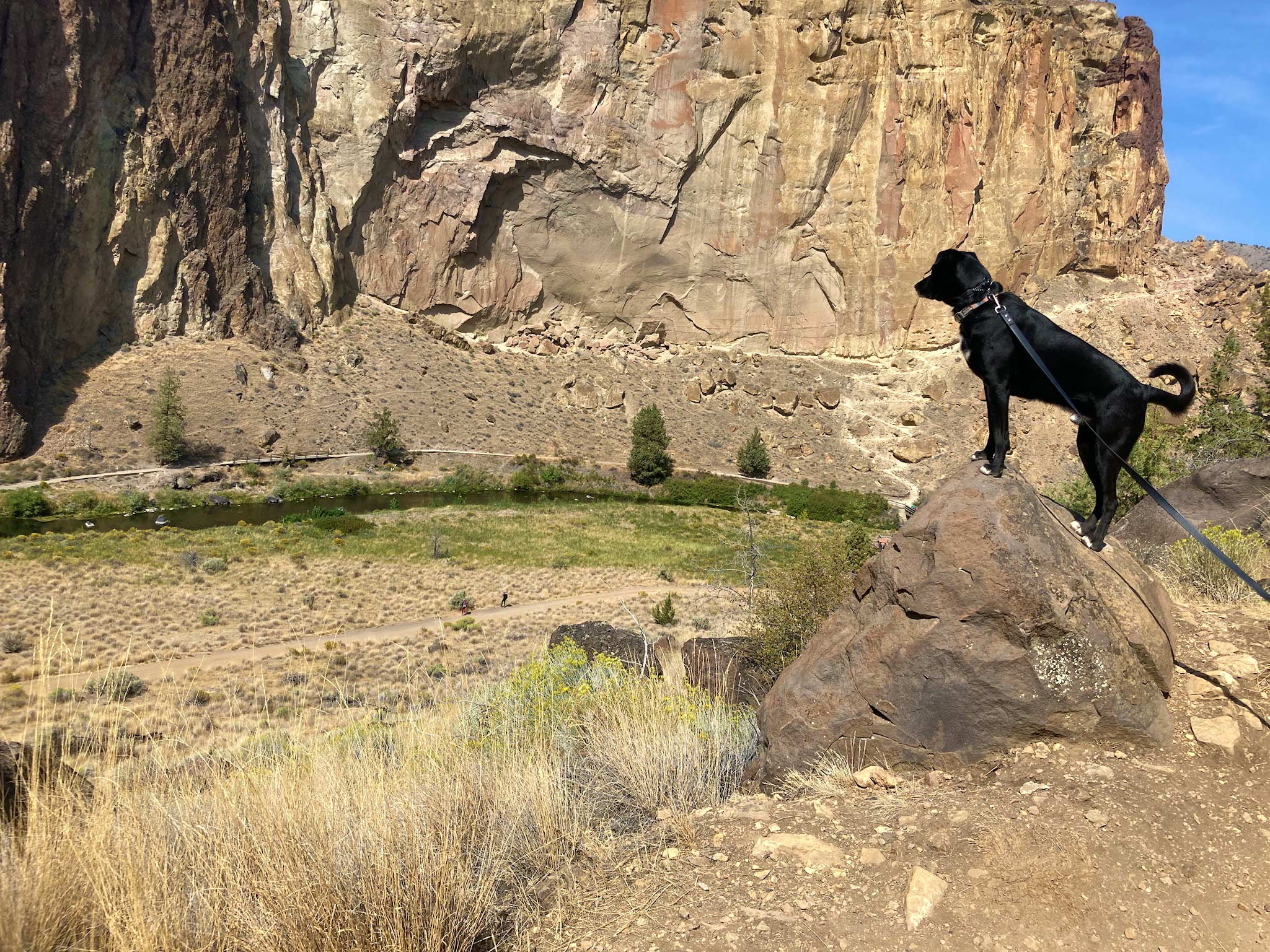 A black dog perched on a rock with a rock slab in the background